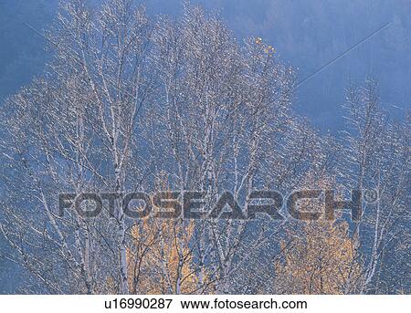 "Tree With Autumn Leaves, Nagano, Japan" View Large Photo Image Stock Photo - "Tree With Autumn Leaves, Nagano, Japan". Fotosearch