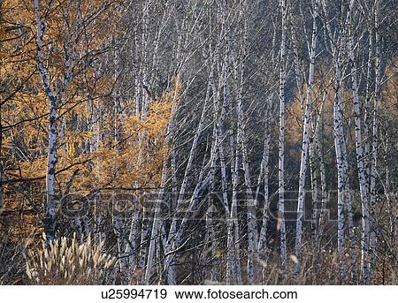 "Tree With Autumn Leaves, Nagano, Japan" View Large Photo Image Stock Photo - "Tree With Autumn Leaves, Nagano, Japan". Fotosearch
