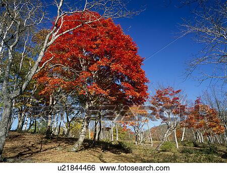 Stock Photograph - "Tree With Autumn Leaves, Nagano, Japan". Fotosearch