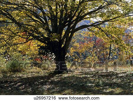 Stock Photograph - "Tree With Autumn Leaves, Nagano, Japan". Fotosearch