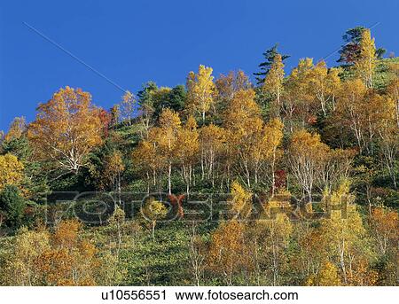 "Tree With Autumn Leaves On Hill, Nagano, Japan" View Large Photo Image Stock Image - "Tree With Autumn Leaves On Hill, Nagano, Japan". Fotosearch