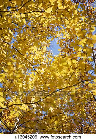 "Yellow Leaves, Nagano, Japan" View Large Photo Image Stock Photograph - "Yellow Leaves, Nagano, Japan". Fotosearch