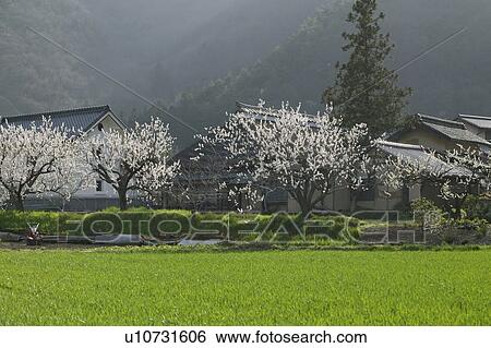 "Apricot Tree And Green Field, Nagano, Japan" View Large Photo Image Stock Photograph - "Apricot Tree And Green Field, Nagano, Japan". Fotosearch