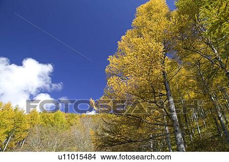 Picture - "Autumn Leaves And Blue Sky, Nagano, Japan". Fotosearch