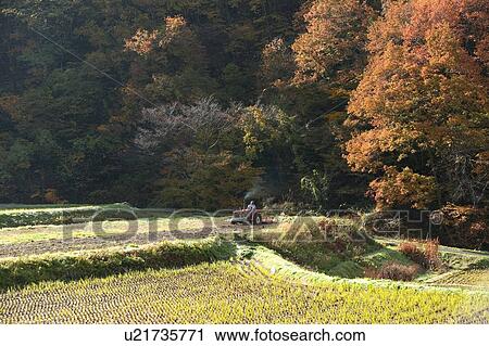 Stock Image - "Autumn Leaves And Rice Field, Nagano, Japan". Fotosearch
