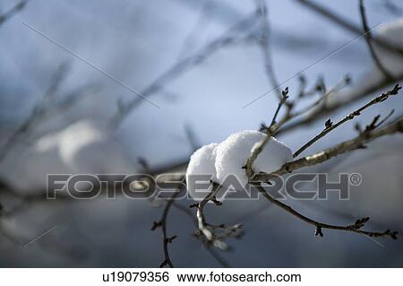 "Branch With Snow, Nagano, Japan" View Large Photo Image Stock Photograph - "Branch With Snow, Nagano, Japan". Fotosearch