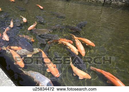 "Carps Swimming In River, Gifu, Japan" View Large Photo Image Stock Image - "Carps Swimming In River, Gifu, Japan". Fotosearch