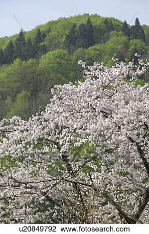 "Cherry Blossoms and Mountain, Nagano, Japan" View Large Photo Image Stock Image - "Cherry Blossoms and Mountain, Nagano, Japan". Fotosearch