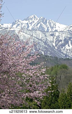 "Cherry Blossoms and Mountain, Nagano, Japan" View Large Photo Image Stock Image - "Cherry Blossoms and Mountain, Nagano, Japan". Fotosearch