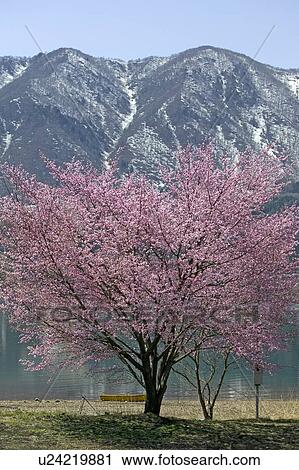 Stock Image - "Cherry Blossoms and Mountain, Nagano, Japan". Fotosearch