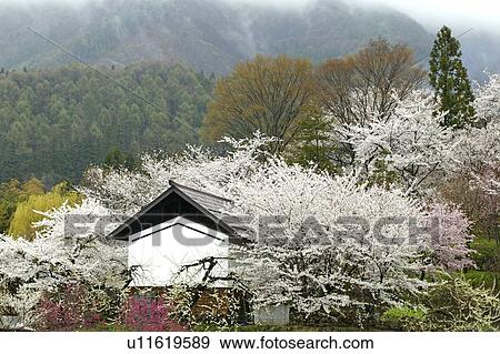 "Cherry Blossoms And Peach Blossoms In Countryside, Nagano, Japan" View Large Photo Image Stock Photo - "Cherry Blossoms And Peach Blossoms In Countryside, Nagano, Japan". Fotosearch