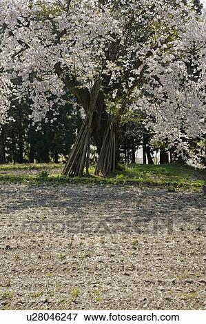 "Cherry Blossoms In Countryside, Nagano, Japan" View Large Photo Image Stock Photo - "Cherry Blossoms In Countryside, Nagano, Japan". Fotosearch