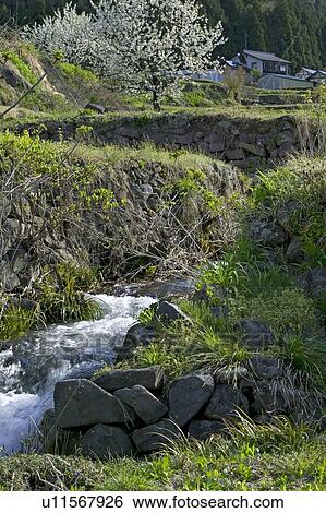 Stock Photograph - "Cherry Tree And River, Nagano, Japan". Fotosearch