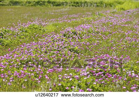 "Chinese Milk Vetch, Nagano, Japan" View Large Photo Image Stock Photo - "Chinese Milk Vetch, Nagano, Japan". Fotosearch