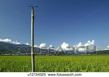 "Dragonfly In Rice Field, Nagano, Japan" View Large Photo Image Stock Photography - "Dragonfly In Rice Field, Nagano, Japan". Fotosearch