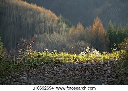 Picture - "Fallen Leaves, Nagano, Japan". Fotosearch