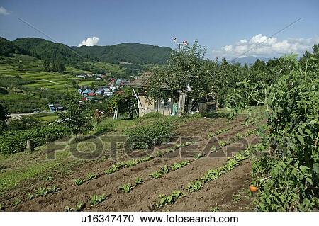 Stock Image - "Field On Hill, Nagano, Japan". Fotosearch