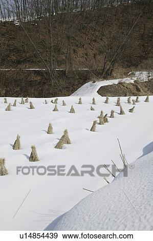"Field With Snow, Nagano, Japan" View Large Photo Image Stock Photo - "Field With Snow, Nagano, Japan". Fotosearch