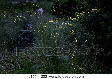 Stock Image - "Firefly Flashing In The Dark, Nagano, Japan". Fotosearch