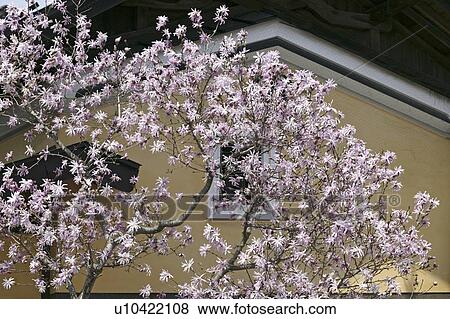 Stock Photo - "Folk Dwelling And Magnolia Flower, Nagano, Japan". Fotosearch