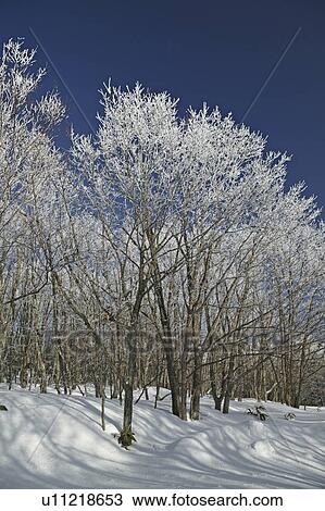 "Forest With Snow, Nagano, Japan" View Large Photo Image Stock Image - "Forest With Snow, Nagano, Japan". Fotosearch