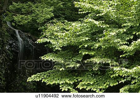 Stock Image - "Green Leaves And Water, Nagano, Japan". Fotosearch