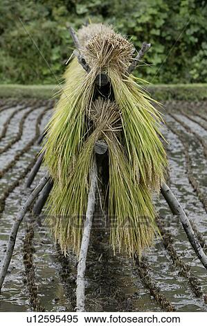"Hanged Ears of Rice, Nagano, Japan" View Large Photo Image Stock Photography - "Hanged Ears of Rice, Nagano, Japan". Fotosearch