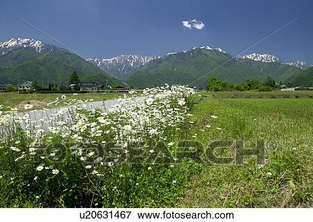 "Marguerite And Mountain, Nagano, Japan" View Large Photo Image Stock Photo - "Marguerite And Mountain, Nagano, Japan". Fotosearch