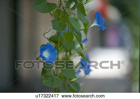 Stock Photo - "Morning Glory, Nagano, Japan". Fotosearch
