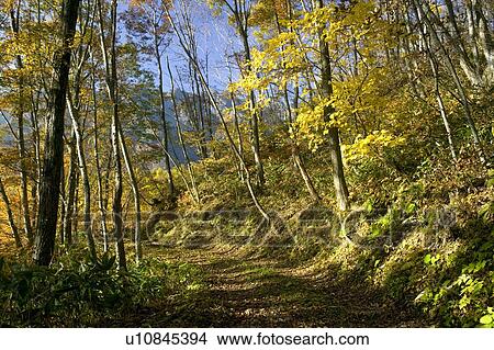Picture - "Mountain Path With Autumn Leaves, Nagano, Japan". Fotosearch