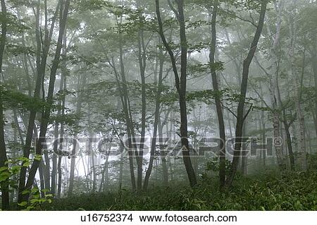 Picture - "Mystic Forest, Nagano, Japan". Fotosearch