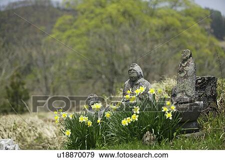 Stock Photo - "Narcissus And Stone Statue Of Jizo, Nagano, Japan". Fotosearch