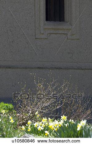 Stock Photograph - "Narcissus And Wall, Nagano, Japan". Fotosearch