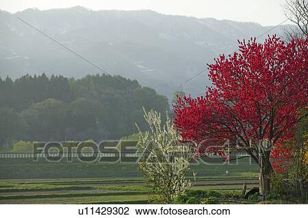 "Peach Blossoms And Field, Nagano, Japan" View Large Photo Image Stock Image - "Peach Blossoms And Field, Nagano, Japan". Fotosearch