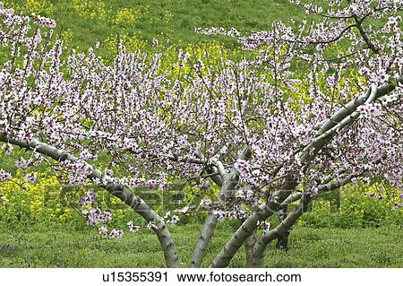 Stock Image - "Peach Blossoms, Nagano, Japan". Fotosearch