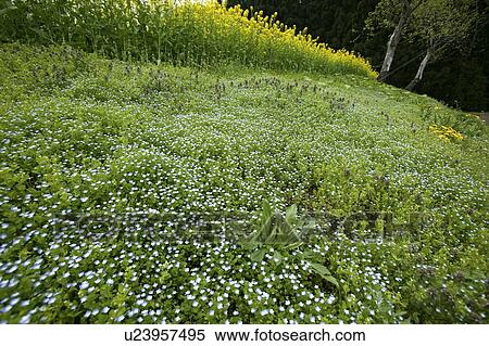 "Persian Speedwell And Rape Blossom, Nagano, Japan" View Large Photo Image Stock Photography - "Persian Speedwell And Rape Blossom, Nagano, Japan". Fotosearch