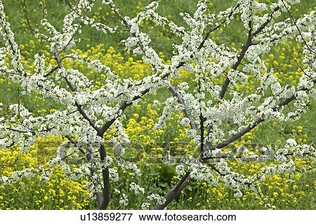 Stock Photo - "Plum Blossoms And Rape Blossoms, Nagano, Japan". Fotosearch