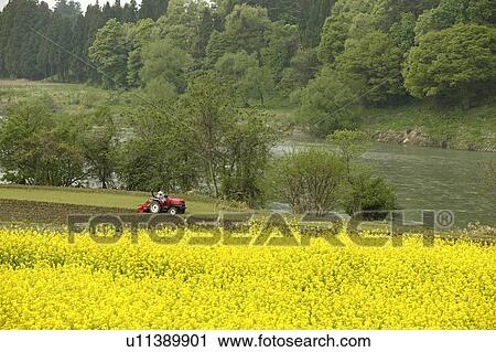 "Rape Blossoms And Field, Nagano, Japan" View Large Photo Image Stock Image - "Rape Blossoms And Field, Nagano, Japan". Fotosearch