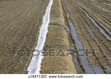 "Remaining Snow On Field, Nagano, Japan" View Large Photo Image Stock Image - "Remaining Snow On Field, Nagano, Japan". Fotosearch