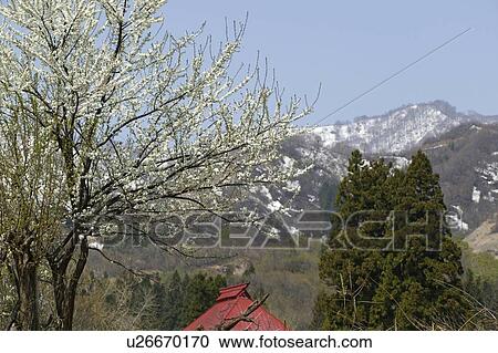 Stock Image - "Remaining Snow On Mountain, Nagano, Japan". Fotosearch