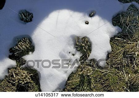 Stock Photo - "Remaining Snow On Plant, Nagano, Japan". Fotosearch