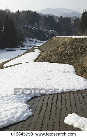 Stock Photo - "Remaining Snow On Rice Field, Nagano, Japan". Fotosearch