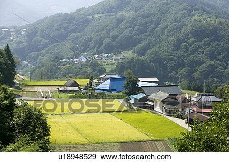 "Rice Field And Folk Dwelling, Nagano, Japan" View Large Photo Image Stock Photo - "Rice Field And Folk Dwelling, Nagano, Japan". Fotosearch
