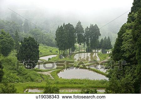 "Rice Field And Mist, Nagano, Japan" View Large Photo Image Stock Image - "Rice Field And Mist, Nagano, Japan". Fotosearch