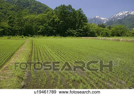 Stock Photo - "Rice Field And Mountain, Nagano, Japan". Fotosearch