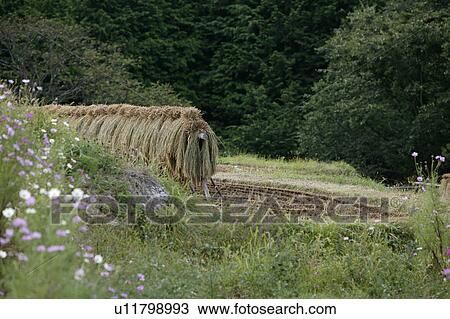 "Rice Field, Nagano, Japan" View Large Photo Image Stock Image - "Rice Field, Nagano, Japan". Fotosearch