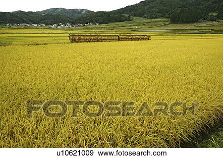 "Rice Field, Nagano, Japan" View Large Photo Image Stock Photo - "Rice Field, Nagano, Japan". Fotosearch