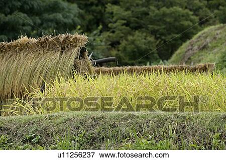 "Rice Field, Nagano, Japan" View Large Photo Image Stock Photo - "Rice Field, Nagano, Japan". Fotosearch