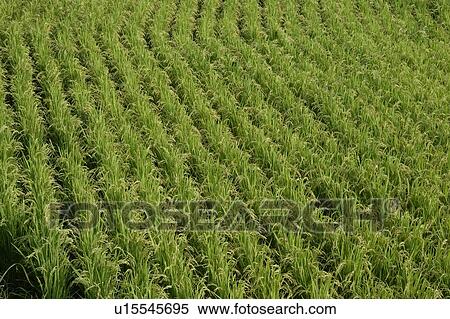 Stock Photography - "Rice Field, Nagano, Japan". Fotosearch