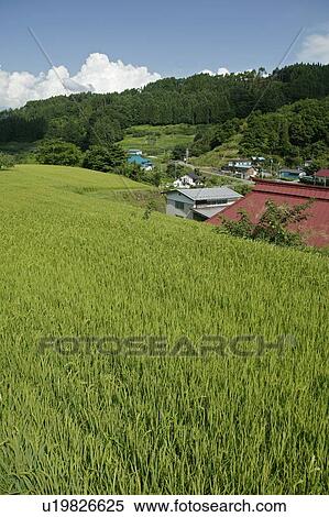 "Rice Field, Nagano, Japan" View Large Photo Image Stock Photography - "Rice Field, Nagano, Japan". Fotosearch